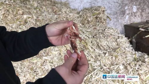 紅糖安全風波 義烏知名紅糖廠被查出多項問題，如何科學看待？